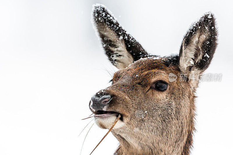 马鹿(Cervus elaphus)